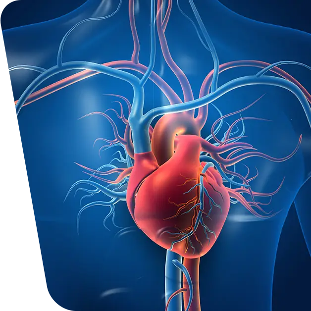 Investigative method of the coronary arteries