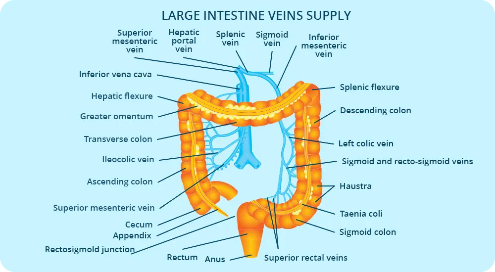 Schematic of Large intestine veins supply